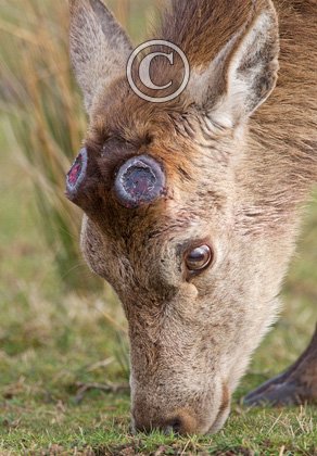 Red Stag  Cast Antlers  Islay  1  2010